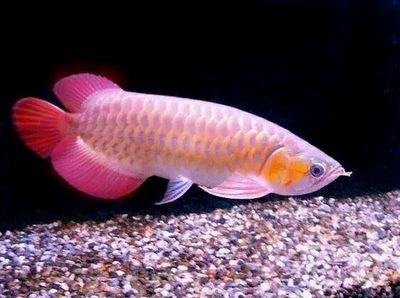 龍魚分幾種：亞洲龍魚與非洲龍魚的區(qū)別，紅龍魚與金龍魚的區(qū)別 龍魚百科 第4張