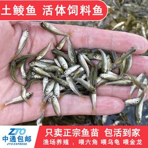 龍魚喂飼料魚：龍魚飼料品牌推薦 龍魚百科 第4張