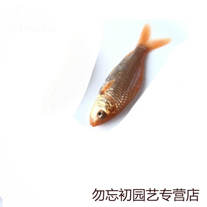 龍魚放生能活嗎：龍魚放生后的存活情況取決于多種因素 龍魚百科 第5張