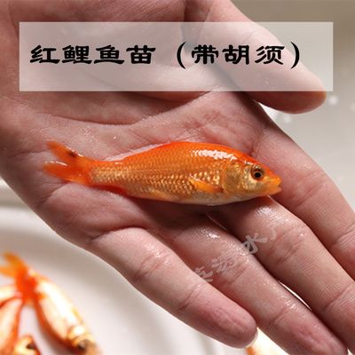 龍魚放生能活嗎：龍魚放生后的存活情況取決于多種因素 龍魚百科 第3張