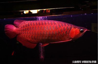 45厘米紅龍魚多少錢一只：45厘米的紅龍魚價格是一個復(fù)雜的問題，如何辨別紅龍魚健康狀況 龍魚百科 第4張