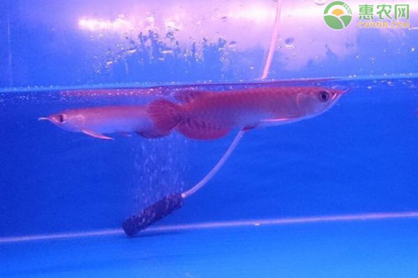 金龍魚百度百科價格走勢：金龍魚價格趨勢分析 水族問答 第1張