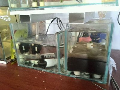 美之海魚缸安裝視頻講解:美之海魚缸安裝教程 魚缸百科 第4張 美之海魚缸安裝視頻講解:美之海魚缸安裝教程 魚缸百科 第4張