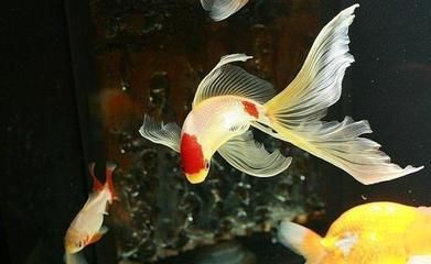 金龍魚擺件擺放忌諱生肖虎有忌嗎：金龍魚擺件忌諱生肖虎嗎？ 水族問答 第2張