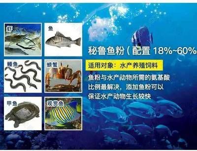 金龍魚擺件擺放忌諱生肖虎有忌嗎：金龍魚擺件忌諱生肖虎嗎？ 水族問答 第1張