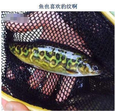 金龍魚(yú)擺件的擺放位置：擺放金龍魚(yú)擺件的具體位置 水族問(wèn)答 第2張