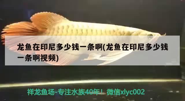 龍魚在印尼多少錢一條?。河∧猃堲~市場價格波動原因印尼龍魚價格波動原因