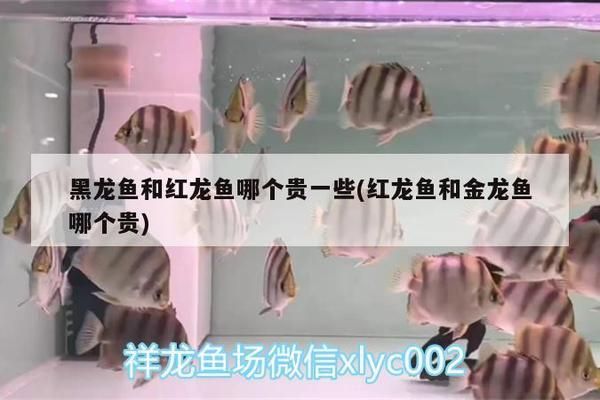 金龍魚擺件的意義：金龍魚擺件在風(fēng)水中有什么作用 水族問答 第2張