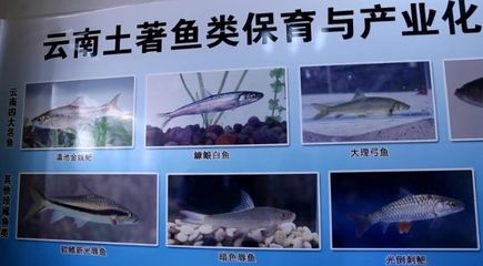 金龍魚擺件的意義：金龍魚擺件在風(fēng)水中有什么作用 水族問答 第1張