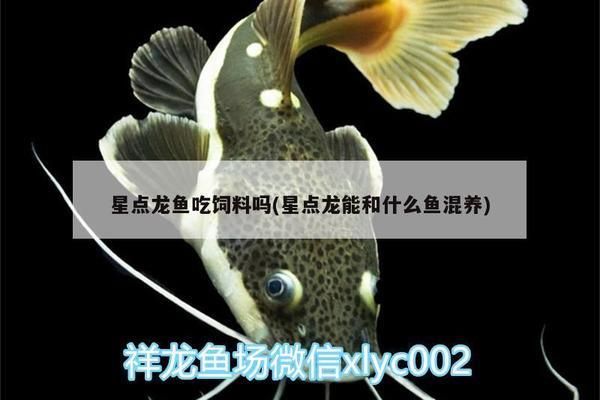 星點金龍魚苗飼養(yǎng)技巧分享：星點金龍魚苗的飼養(yǎng)技巧 金龍魚百科 第1張