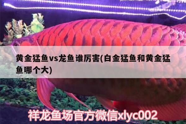 江門龍魚專賣店：江門哪里有賣魚缸的 全國觀賞魚市場 第1張