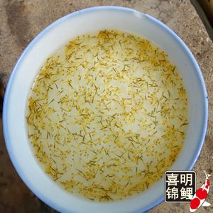 金龍魚(yú)擺件風(fēng)水作用：金龍魚(yú)擺件在風(fēng)水中具有招財(cái)進(jìn)寶、辟邪保平安的正面作用 水族問(wèn)答 第1張