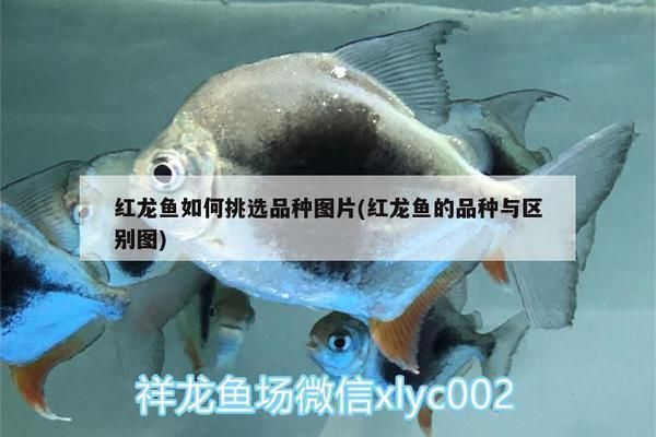 紅龍魚如何挑選：挑選紅龍魚的技巧與方法 紅龍魚百科 第4張