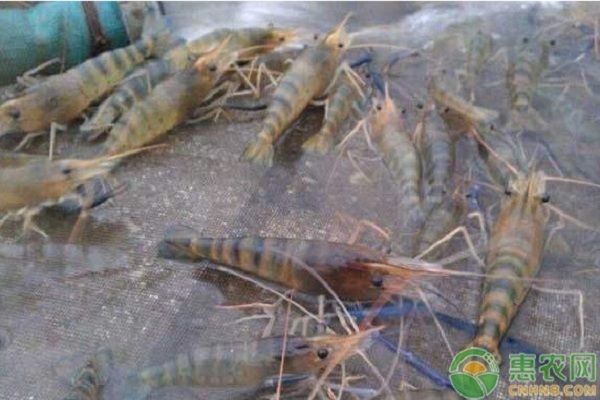 金龍魚擺件怎么擺放位置：金龍魚擺件擺放位置應考慮其象征意義和風水學原則 水族問答