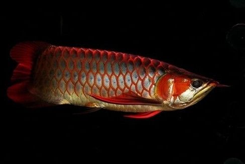 金龍魚(yú)繁殖條件及過(guò)程：金龍魚(yú)的繁殖條件和過(guò)程