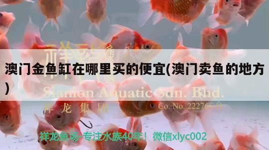 澳門觀賞魚批發(fā)市場：澳門金魚缸在哪批發(fā)市場有賣