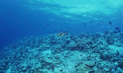 南通水族館：南通市崇川區(qū)春木水族箱經(jīng)營部