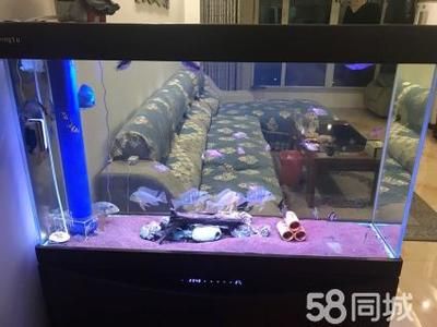 魚缸里的魚都聚到一起怎么回事：如何判斷魚缸水質(zhì)好壞，新魚入缸適應(yīng)期注意事項 魚缸百科 第3張