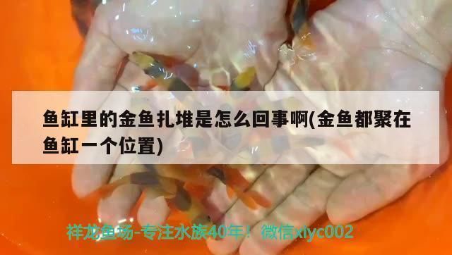 魚缸里的魚都聚到一起怎么回事：如何判斷魚缸水質(zhì)好壞，新魚入缸適應(yīng)期注意事項 魚缸百科 第2張