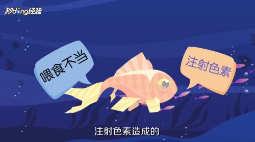 金龍魚保質(zhì)期是多長(zhǎng)時(shí)間：金龍魚的保質(zhì)期有多長(zhǎng)？ 水族問答 第1張