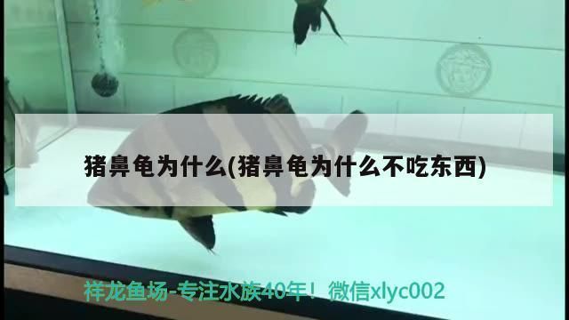 豬鼻龜是瀕危動物嗎為什么不吃東西：豬鼻龜為什么不讓賣 豬鼻龜百科 第6張