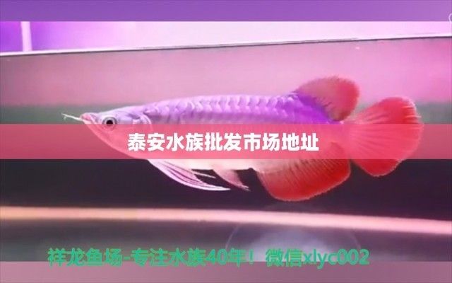 泰安水族批發(fā)市場 全國觀賞魚市場 第3張