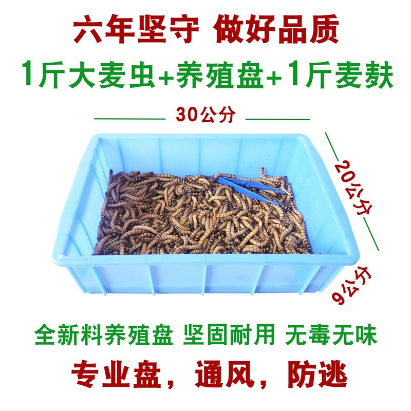 如何挑選過背金龍魚飼料：如何選擇合適的金龍魚飼料，挑選過背金龍魚的關(guān)鍵點(diǎn) 金龍魚百科 第5張