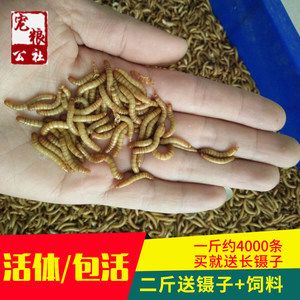 如何挑選過背金龍魚飼料：如何選擇合適的金龍魚飼料，挑選過背金龍魚的關(guān)鍵點(diǎn) 金龍魚百科 第3張