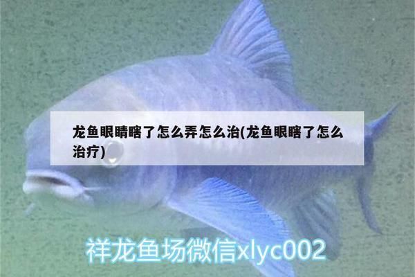 龍魚一只眼睛瞎了：龍魚一只眼睛瞎了怎么辦 龍魚百科 第2張