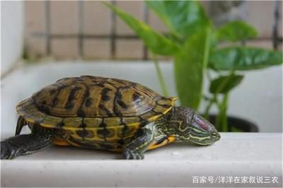 金龍魚比魯花便宜好多：為什么金龍魚比魯花便宜這么多？ 水族問答 第1張