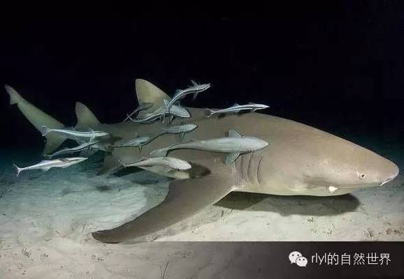 金龍魚比賽冠軍名單：關于金龍魚比賽冠軍名單的疑問 水族問答 第1張