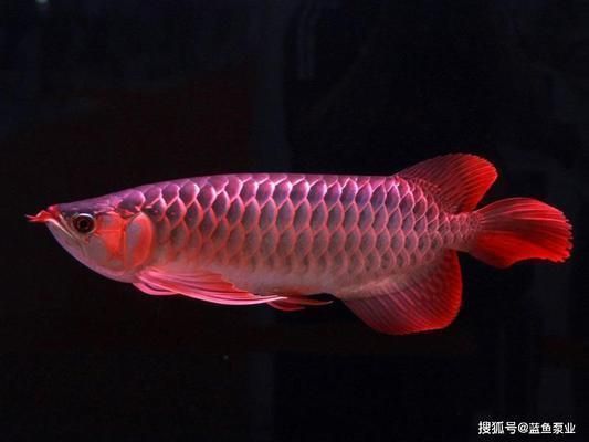 紅龍魚要怎么養(yǎng)才會紅眼睛 紅龍魚百科 第2張