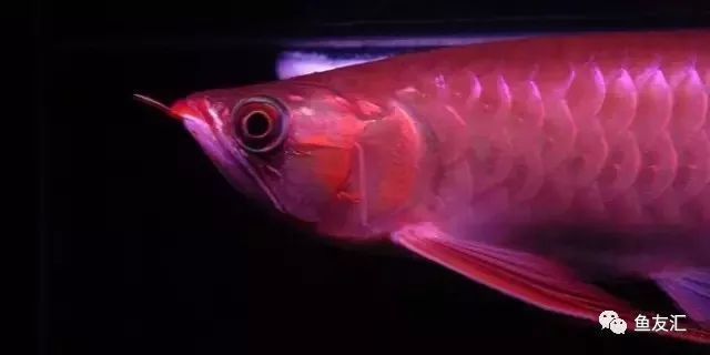 龍魚(yú)眼突出來(lái)是怎么了：龍魚(yú)眼睛突出可能是由多種原因引起的，龍魚(yú)眼突出可能是由多種原因引起的