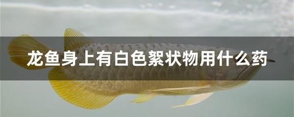 金龍魚壁紙招財(cái)魚：金龍魚壁紙上的招財(cái)魚圖案真的有吸引財(cái)運(yùn)的寓意嗎 水族問答 第2張