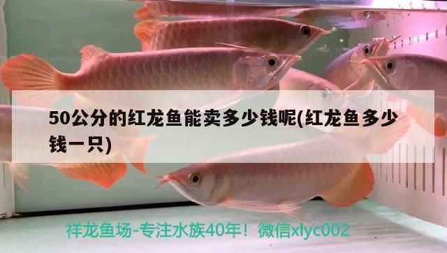 揭陽觀賞魚批發(fā)市場：揭陽市揭陽市觀賞魚批發(fā)市場 全國觀賞魚市場 第3張