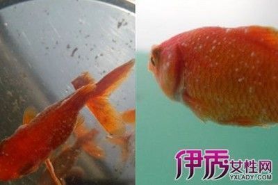 佳璐魚缸怎么調(diào)溫度視頻教程：“佳璐魚缸怎么調(diào)溫度視頻教程詳情”魚缸溫度調(diào)節(jié)注意事項 魚缸百科 第2張