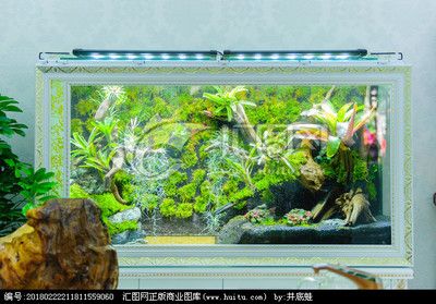 龍魚缸需要造景嗎：關(guān)于龍魚缸造景的詳細信息 龍魚百科 第1張