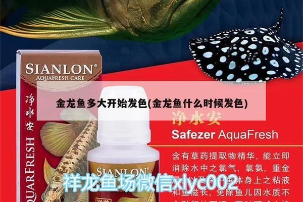 過背金龍魚什么時(shí)候發(fā)色最好：過背金龍魚發(fā)色的最佳時(shí)期 金龍魚百科 第4張