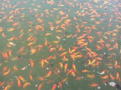 南陽觀賞魚批發(fā)市場：南陽觀賞魚批發(fā)市場推薦：南陽觀賞魚批發(fā)市場最新活動 全國觀賞魚市場 第2張