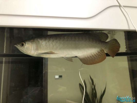 鞍山水族館：鞍山海洋水族館