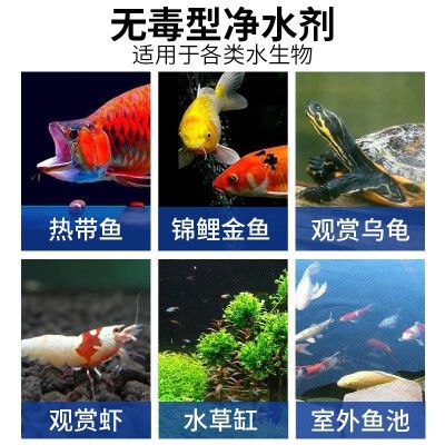 金龍魚不愛吃食：金龍魚不愛吃東西怎么辦 水族問答 第1張