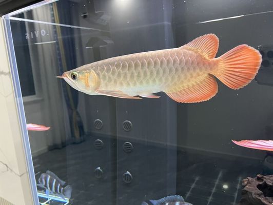 資陽水族館 全國觀賞魚市場 第10張