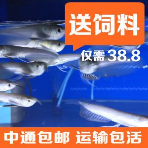 銀龍魚苗運輸費用標準：銀龍魚苗的運輸成本受多個因素影響 龍魚百科 第1張