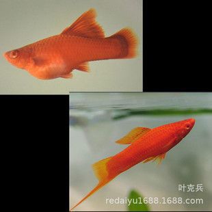 信陽觀賞魚批發(fā)市場：信陽市觀賞魚批發(fā)市場 全國觀賞魚市場 第2張