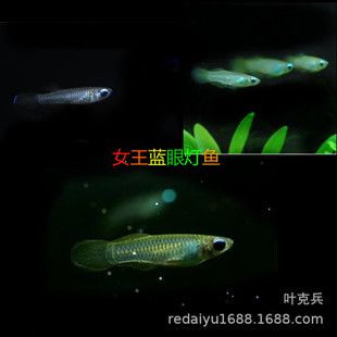 信陽觀賞魚批發(fā)市場：信陽市觀賞魚批發(fā)市場 全國觀賞魚市場 第7張