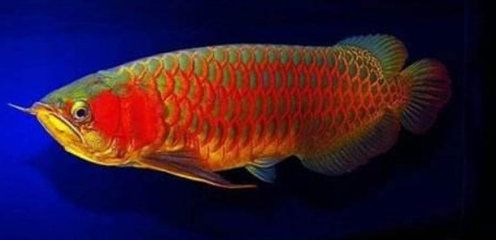 紅龍魚(yú)怎么看幾到鱗片：如何判斷紅龍魚(yú)的健康？ 紅龍魚(yú)百科 第4張