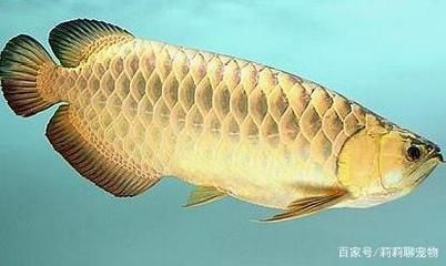 龍魚爛鰭怎么治療：龍魚爛鰭手術(shù)操作步驟分析龍魚爛鰭中藥配方 龍魚百科 第5張