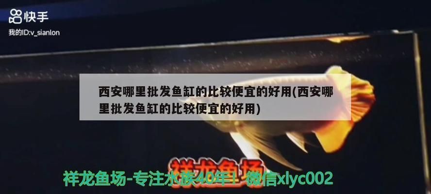 通化龍魚專賣店：通化龍魚專賣店和金龍魚遼陽代理對比通化龍魚專賣店 全國觀賞魚市場 第9張