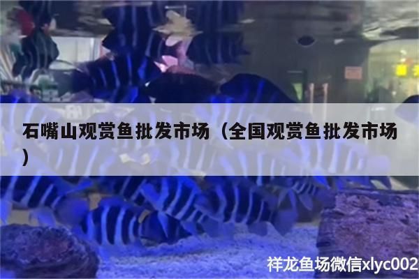 石嘴山龍魚專賣店：石嘴山水族批發(fā)市場 全國觀賞魚市場 第14張