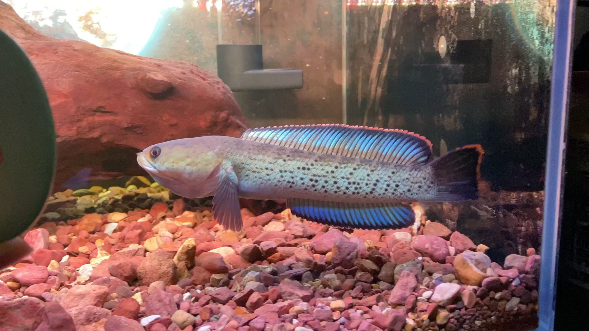 雷龍魚(yú)喂活食：雷龍魚(yú)人工飼料品牌推薦,雷龍魚(yú)日常喂養(yǎng)注意事項(xiàng) 龍魚(yú)百科 第4張